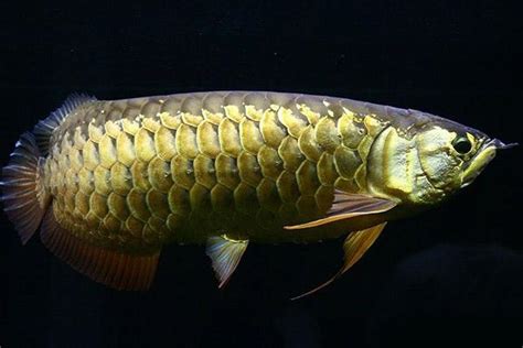 龍魚繁殖|日本東京龍魚職人的水族館實錄 白子過背金龍魚缸繁殖 金屬底紅。